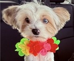 Small Photo #2 Yorkshire Terrier Breeder Profile in CONVERSE, TX, USA