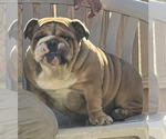 Small Photo #6 Bulldog Breeder Profile in LOCUST, NC, USA