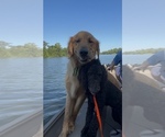 Small Photo #5 Goldendoodle Breeder Profile in HARTFORD, AL, USA