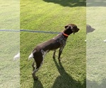 Small Photo #2 German Shorthaired Pointer Breeder Profile in TEMPLE, GA, USA