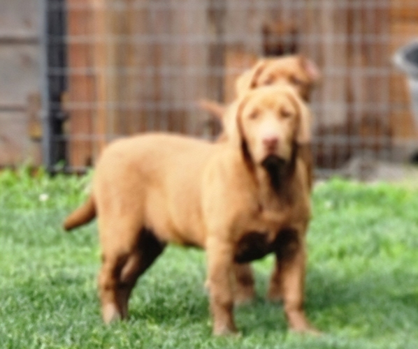 Medium Photo #1 Labrador Retriever Breeder Profile in TAZEWELL, VA, USA