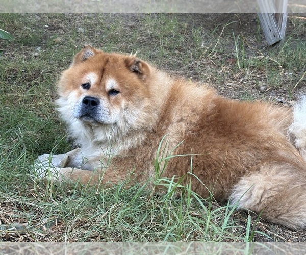 Medium Photo #1 Chow Chow Breeder Profile in FONTANA, CA, USA
