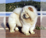 Small Photo #3 Chow Chow Breeder Profile in FONTANA, CA, USA