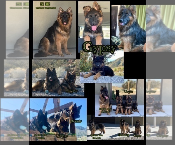 Medium Photo #4 German Shepherd Dog Breeder Profile in PINON HILLS, CA, USA