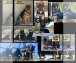 Small Photo #4 German Shepherd Dog Breeder Profile in PINON HILLS, CA, USA