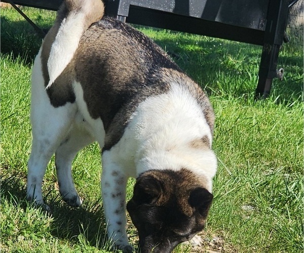 Medium Photo #1 Akita Breeder Profile in STRAFFORD, MO, USA