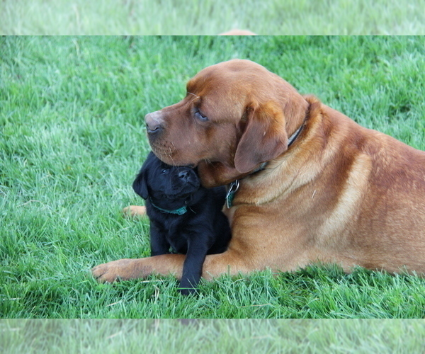 Medium Photo #4 Labrador Retriever Breeder Profile in HYDE PARK, VT, USA