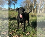Small Photo #3 Labrador Retriever Breeder Profile in FREDERICKSBG, OH, USA