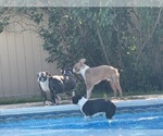 Small Photo #11 Boston Terrier Breeder Profile in HOWELL, NJ, USA
