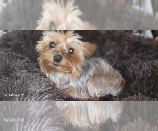 Medium Photo #1 Yorkshire Terrier Breeder Profile in AKRON, OH, USA