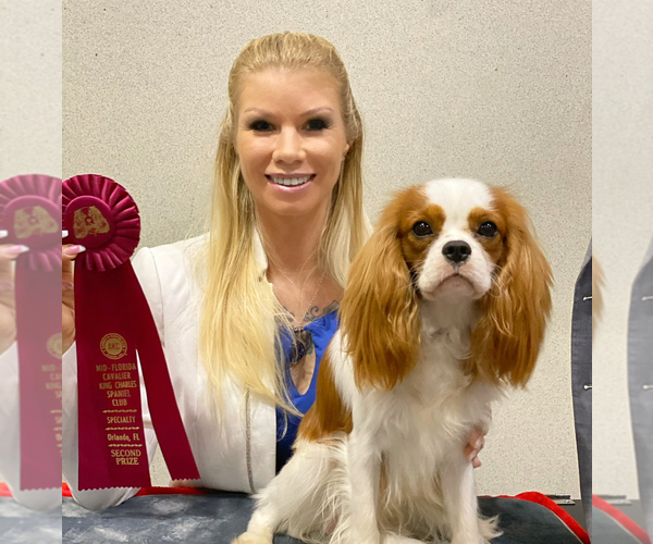 Medium Photo #1 Cavalier King Charles Spaniel Breeder Profile in MIAMI, FL, USA