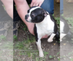 Small Photo #2 Boston Terrier Breeder Profile in BEND, OR, USA