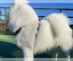 Small Photo #6 Samoyed Breeder Profile in DALY CITY, CA, USA