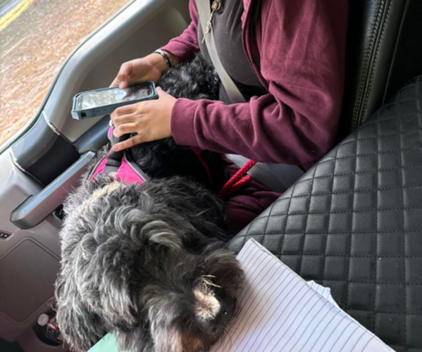 Medium Photo #1 Goldendoodle Breeder Profile in EXETER, RI, USA