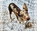 Small Photo #17 Border Kelpie Breeder Profile in CAMAS, WA, USA