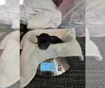 Small Photo #11 Pomeranian Breeder Profile in MENIFEE, CA, USA