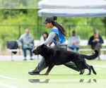 Small Photo #7 German Shepherd Dog Breeder Profile in LAKE ELSINORE, CA, USA