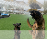 Small Photo #11 German Shepherd Dog Breeder Profile in PINON HILLS, CA, USA