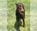 Small Photo #1 Doberman Pinscher Breeder Profile in MACOMB TOWNSHIP, MI, USA