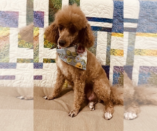 Medium Photo #1 Poodle (Miniature) Breeder Profile in CEDAR CITY, UT, USA