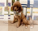 Small Photo #1 Poodle (Miniature) Breeder Profile in CEDAR CITY, UT, USA