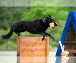Small Photo #10 German Shepherd Dog Breeder Profile in LAKE ELSINORE, CA, USA
