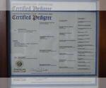 Small Photo #21 Rhodesian Ridgeback Breeder Profile in ONEIDA, TN, USA