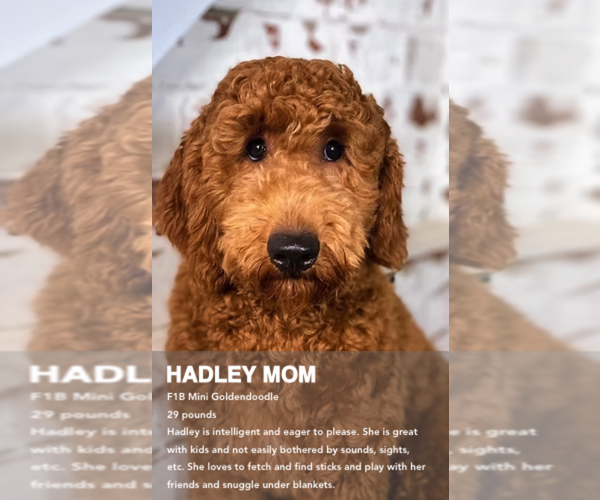 Medium Photo #1 Goldendoodle (Miniature) Breeder Profile in NORCROSS, GA, USA