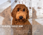 Small Photo #2 Goldendoodle (Miniature) Breeder Profile in NORCROSS, GA, USA
