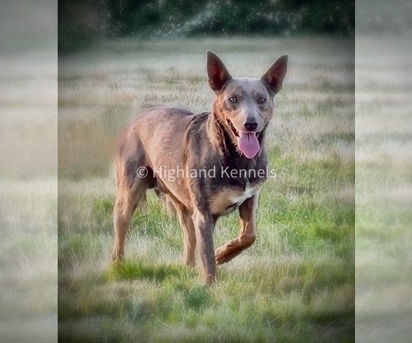 Medium Photo #4 Australian Kelpie Breeder Profile in CAMAS, WA, USA