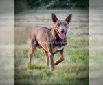 Small Photo #4 Australian Kelpie Breeder Profile in CAMAS, WA, USA