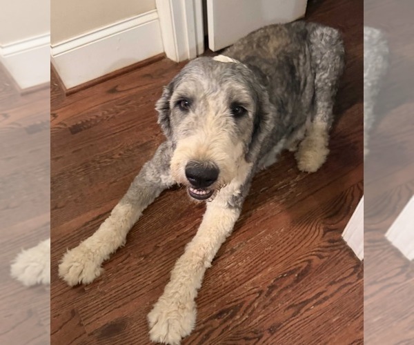 Medium Photo #1 Old English Sheepdog Breeder Profile in WAKE FOREST, NC, USA