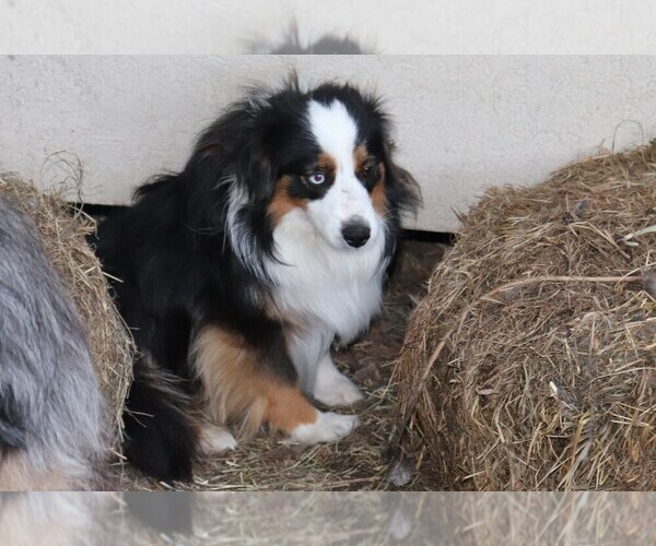 Medium Photo #1 Miniature Australian Shepherd Breeder Profile in CARVER, MN, USA