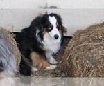 Small Photo #1 Miniature Australian Shepherd Breeder Profile in CARVER, MN, USA