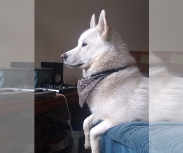 Medium Photo #1 Swiss Shepherd-Timber Wolf Mix Breeder Profile in MAD RIVER, CA, USA