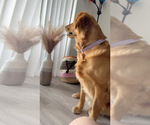 Small Photo #3 English Cream Golden Retriever Breeder Profile in DEERFIELD BEACH, FL, USA