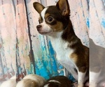 Small Photo #1 Chihuahua Breeder Profile in SALINA, KS, USA