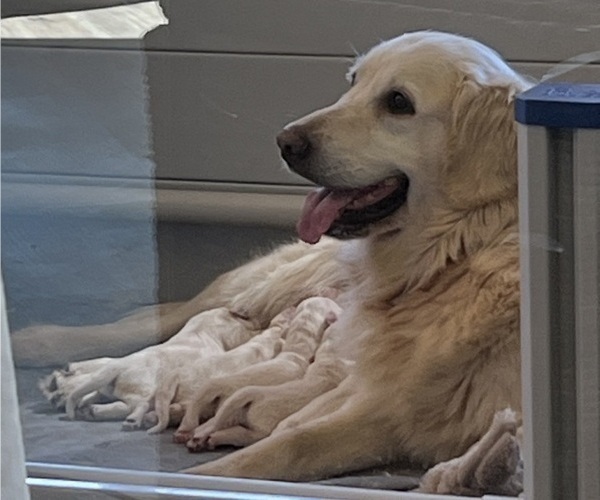 Medium Photo #4 English Cream Golden Retriever Breeder Profile in PLYMOUTH, CA, USA