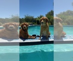 Small Photo #2 Golden Retriever Breeder Profile in SHINGLE SPRINGS, CA, USA