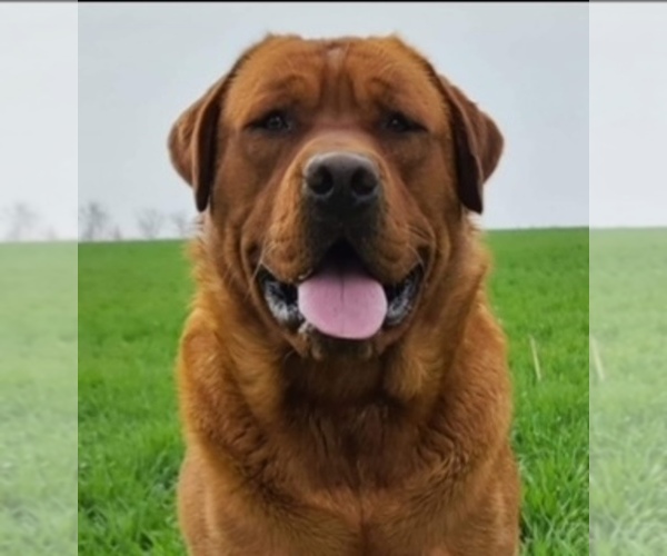 Medium Photo #1 Labrador Retriever Breeder Profile in BLUFF DALE, TX, USA