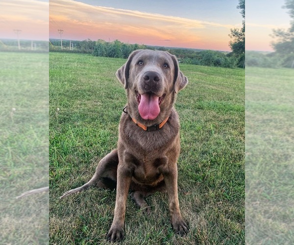 Medium Photo #1 Labrador Retriever Breeder Profile in ALBANY, MO, USA