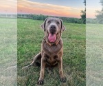 Small Photo #1 Labrador Retriever Breeder Profile in ALBANY, MO, USA