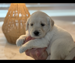Small Photo #4 Labradoodle Breeder Profile in VALENCIA, CA, USA