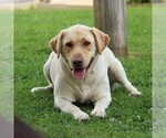 Small Photo #4 Labrador Retriever Breeder Profile in HYDE PARK, VT, USA