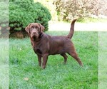 Small Photo #1 Labrador Retriever Breeder Profile in SYRACUSE, IN, USA