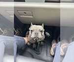 Small Photo #1 French Bulldog Breeder Profile in LEHIGH ACRES, FL, USA