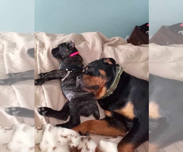 Medium Photo #3 Rotticorso Breeder Profile in REEVESVILLE, SC, USA