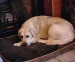 Small Photo #2 Labrador Retriever Breeder Profile in TAZEWELL, VA, USA