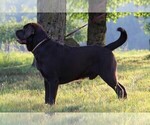 Small Photo #1 Labrador Retriever Breeder Profile in HYDE PARK, VT, USA