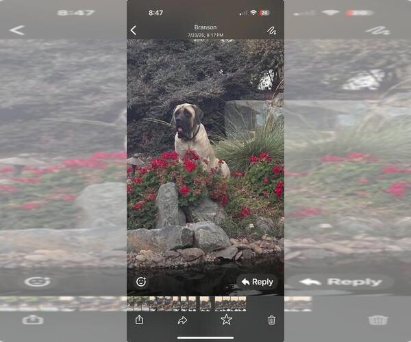 Medium Photo #1 Mastiff Breeder Profile in ATWATER, CA, USA